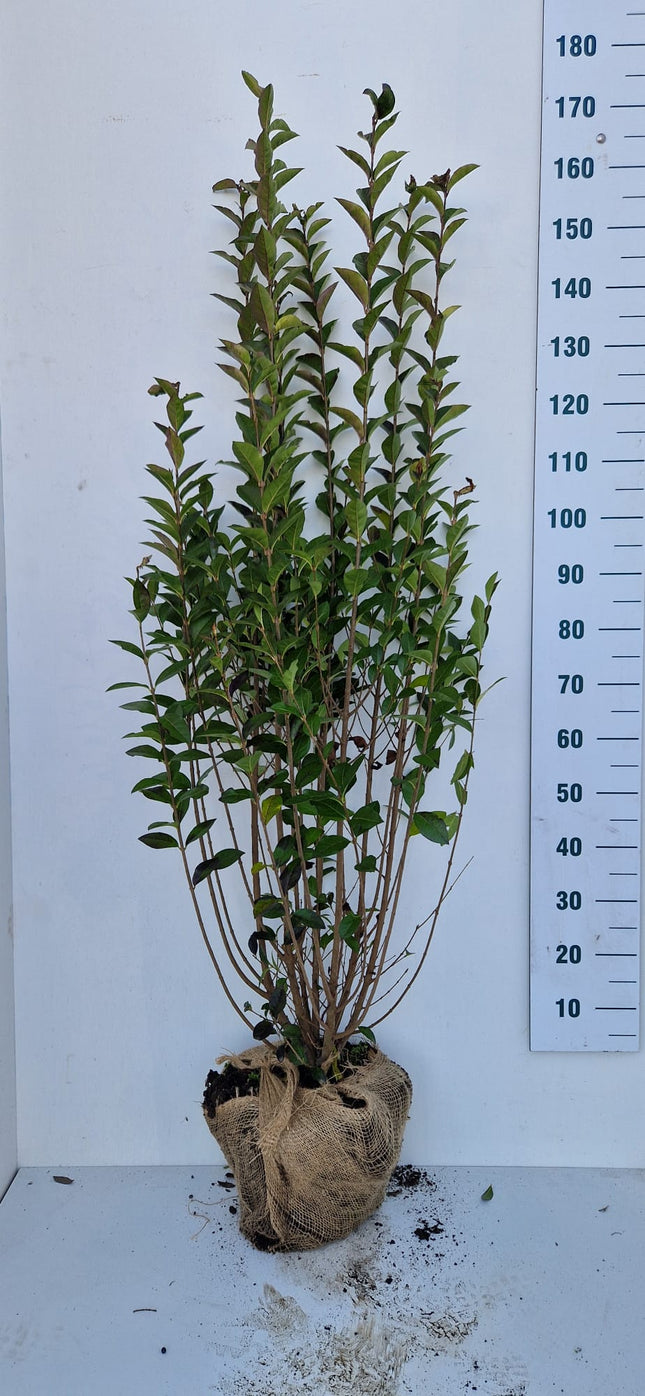 Köp Bredbladig Liguster Ovalifolium 125-150 cm - RB - Kvalitet Landscape Quality Remco