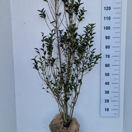 Köp Bredbladig Liguster Ovalifolium 150-175 cm - RB - Kvalitet Landscape Quality Remco