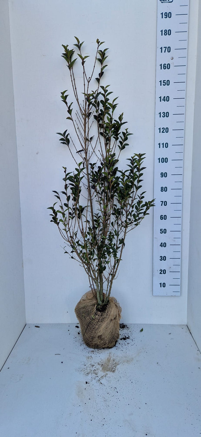 Köp Bredbladig Liguster Ovalifolium 150-175 cm - RB - Kvalitet Landscape Quality Remco