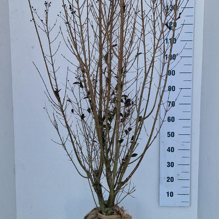 Köp Bredbladig Liguster Ovalifolium 175-200 cm - RB - Kvalitet Landscape Quality Remco