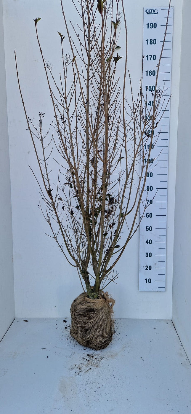 Köp Bredbladig Liguster Ovalifolium 175-200 cm - RB - Kvalitet Landscape Quality Remco