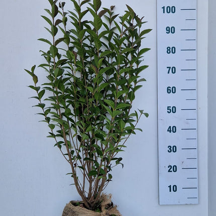 Köp Bredbladig Liguster Ovalifolium 80-100 cm - RB - Kvalitet Landscape Quality Remco