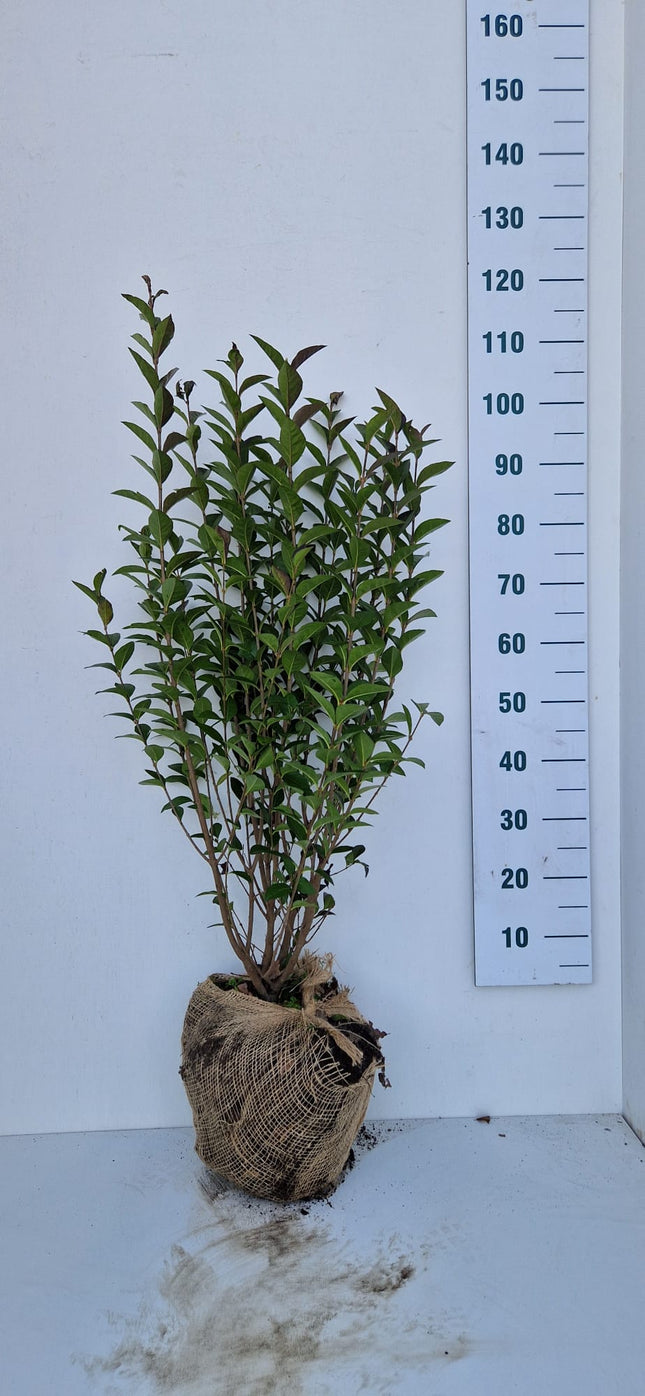 Köp Bredbladig Liguster Ovalifolium 80-100 cm - RB - Kvalitet Landscape Quality Remco