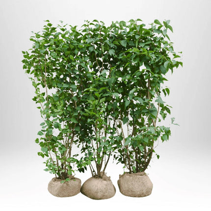 Köp Lila bondsyren - Rotklump - 3 pack Remco Barrot