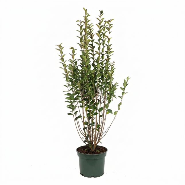 Vintergrön Liguster Ovalifolium 120-140 cm Co 3-5 - Kval A