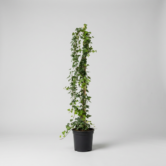 Hedera Helix- Murgröna 130-160 cm, krukodlad Co 10