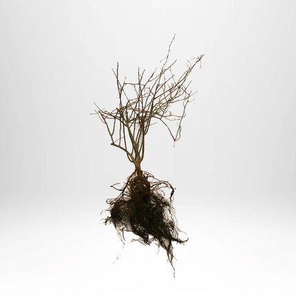 Köp Norskspirea, 40-60 cm - Barrot, 25 Pack Remco Spirea