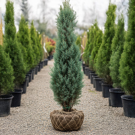 Köp Pelarcypress Cham. laws. Columnaris 140/160 cm, RB » Outlet Nunen Thuja Smaragd