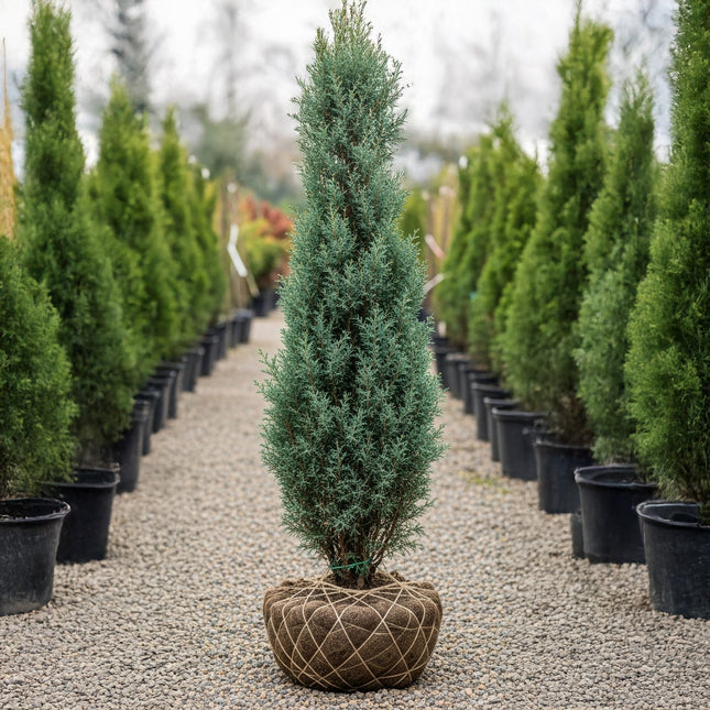 Köp Pelarcypress Cham. laws. Columnaris 140/160 cm, RB » Outlet Nunen Thuja Smaragd