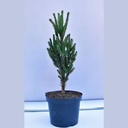 Köp Picea abies Columnaris - Pelargran - krukodlad C5 Debski