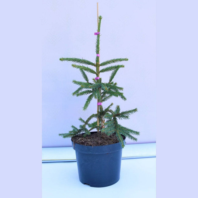 Köp Picea abies Frohburg - krukodlad C5 Debski