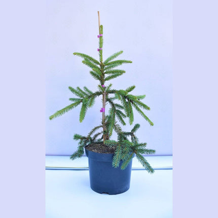 Köp Picea abies Inversa - Båggran - krukodlad C5 Debski