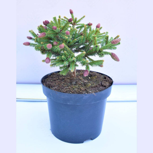 Köp Picea abies Pusch - Dvärggran - krukodlad C5 Debski