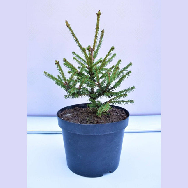 Köp Picea abies Rydal - Dvärgsmultrongran - krukodlad C5 Debski