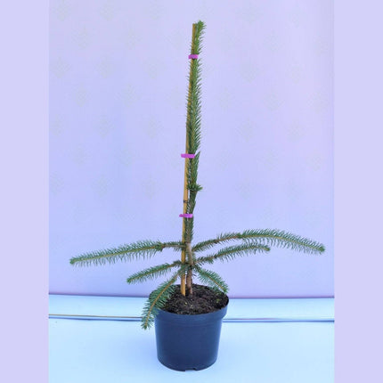 Köp Picea abies Virgata - Ormgran - krukodlad C5 Debski