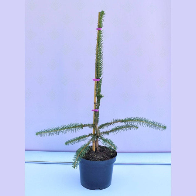 Köp Picea abies Virgata - Ormgran - krukodlad C5 Debski