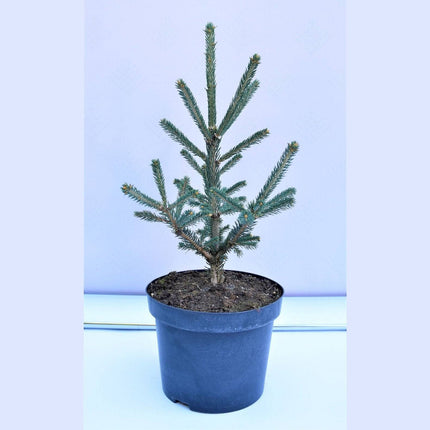 Köp Picea glauca Xawery - krukodlad C5 Debski