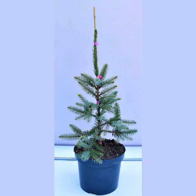 Köp Picea omorika Pendula - Serbgran - krukodlad C5 Debski