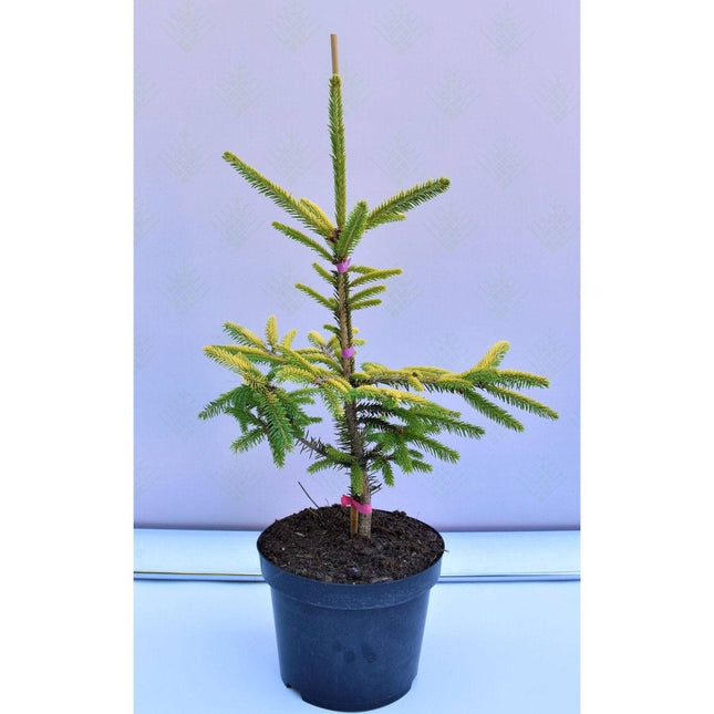 Köp Picea orientalis Aureospicata - Orientgran/citrongran - krukodlad C5 Debski