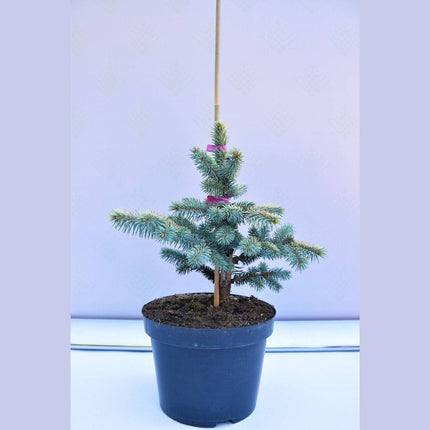 Köp Picea pungens Bialobok - Blågran - krukodlad C5 Debski