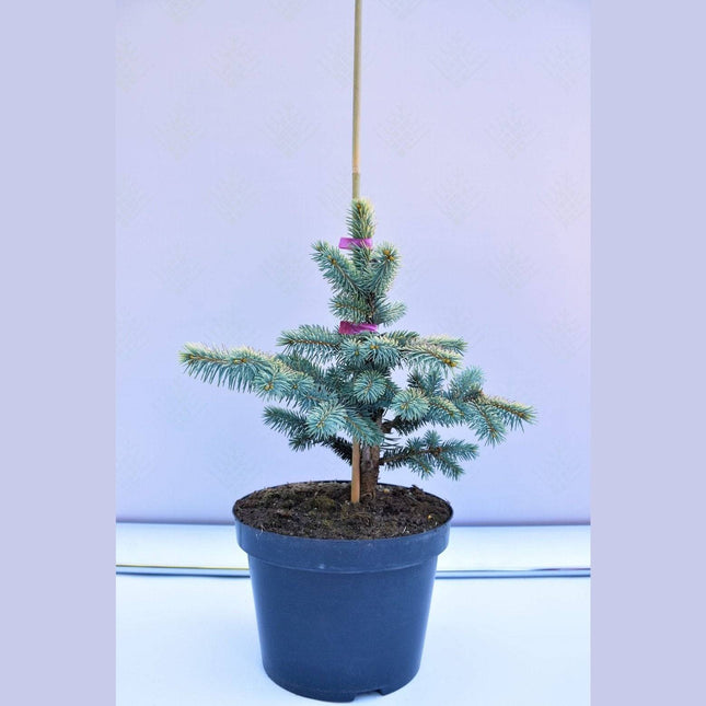 Köp Picea pungens Bialobok - Blågran - krukodlad C5 Debski