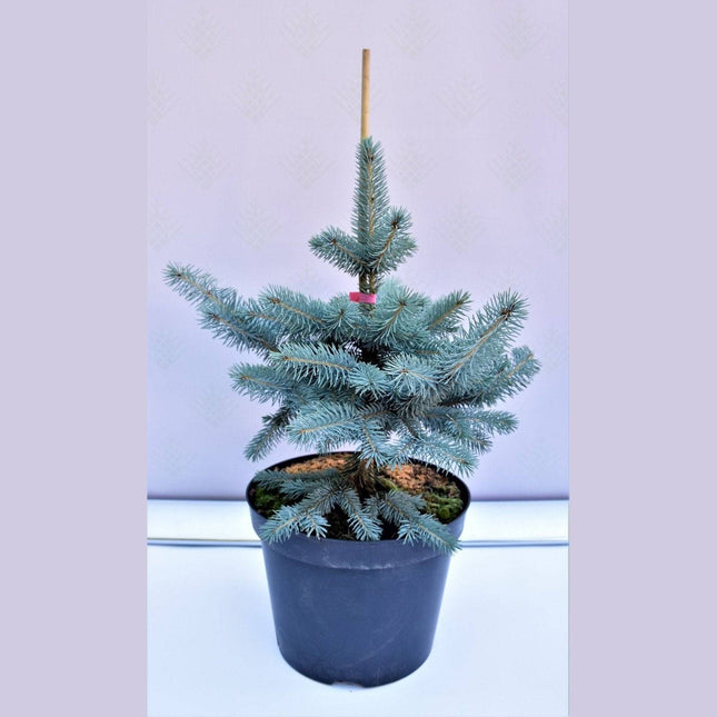 Köp Picea pungens Blue Mountain - Blågran - krukodlad C10 Debski