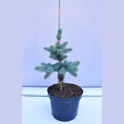 Köp Picea pungens Blue Mountain - Blågran - krukodlad C5 Debski