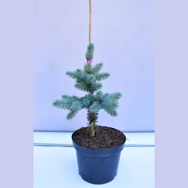 Köp Picea pungens Blue Mountain - Blågran - krukodlad C5 Debski