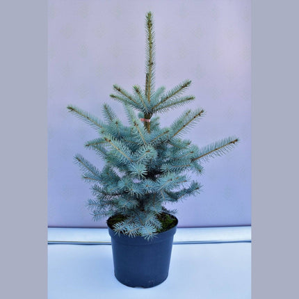 Köp Picea pungens Edith - Blågran - krukodlad Co10 Debski