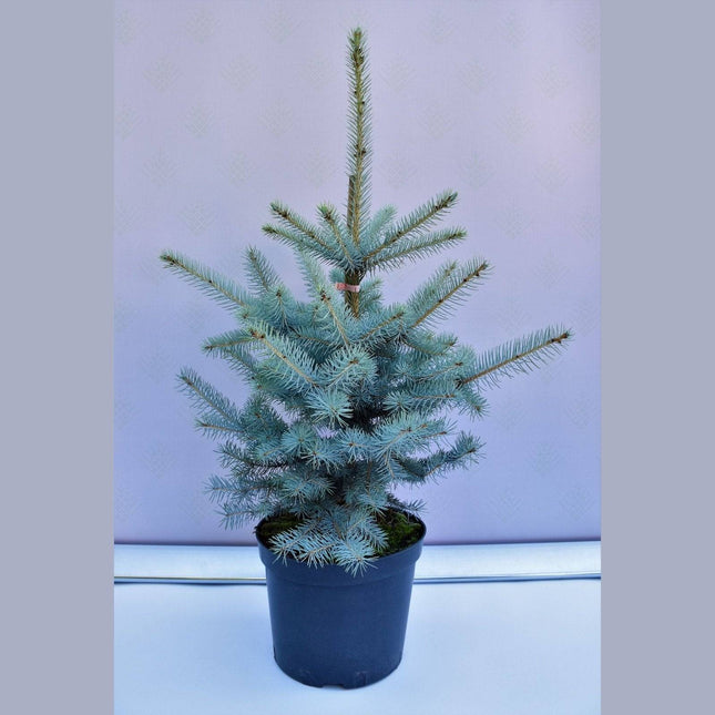 Köp Picea pungens Edith - Blågran - krukodlad Co10 Debski