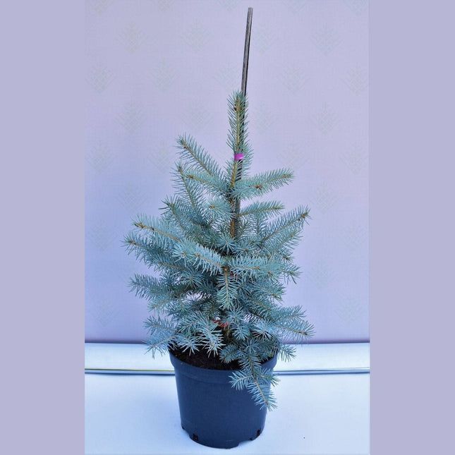 Köp Picea pungens Edith - Blågran - krukodlad Co5 Debski
