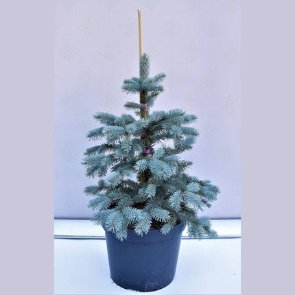 Köp Picea pungens Erich Frahm - Blågran - krukodlad Co10 Debski