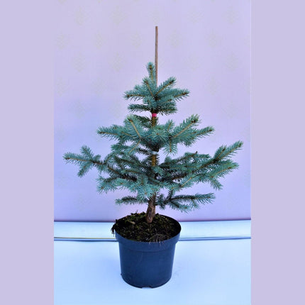 Köp Picea pungens Erich Frahm - Blågran - krukodlad Co5 Debski