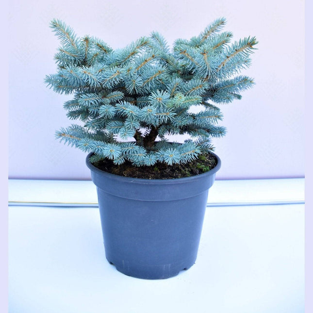 Köp Picea pungens Glauca Globosa - Blågran - krukodlad Co10 Debski