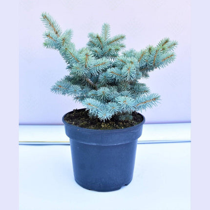 Köp Picea pungens Glauca Globosa - Blågran - krukodlad Co5 Debski
