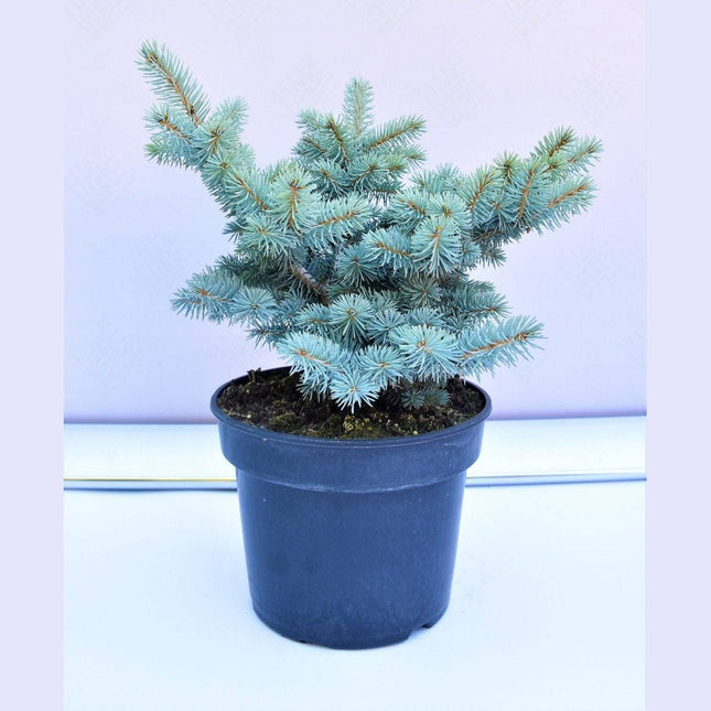 Köp Picea pungens Glauca Globosa - Blågran - krukodlad Co5 Debski