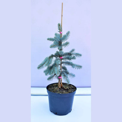 Köp Picea pungens Glauca Pendula - Blågran - krukodlad Co5 Debski