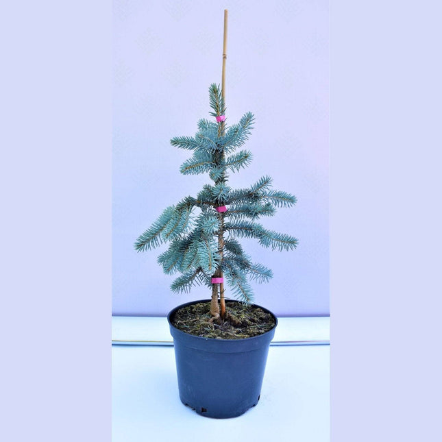 Köp Picea pungens Glauca Pendula - Blågran - krukodlad Co5 Debski