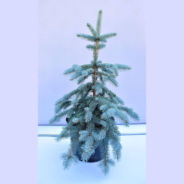 Köp Picea pungens Hoopsii - Blågran - krukodlad Co10 Debski