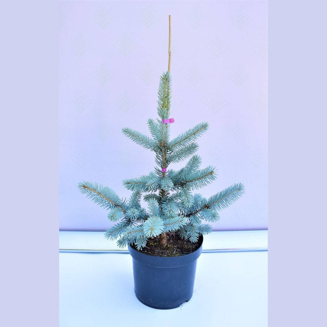 Köp Picea pungens Hoopsii - Blågran - krukodlad Co5 Debski