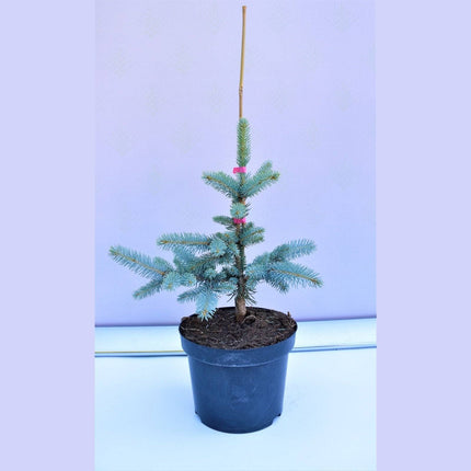 Köp Picea pungens Hoto - Blågran - krukodlad Co5 Debski