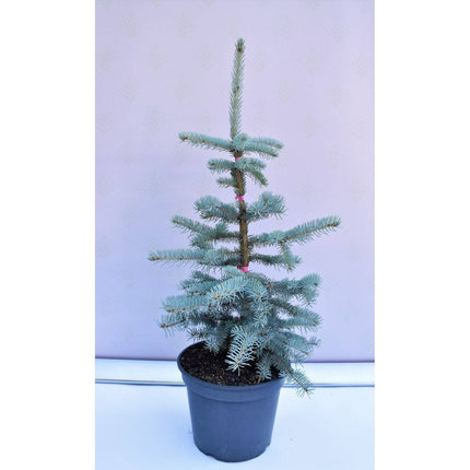 Köp Picea pungens Koster - Blågran - krukodlad Co5 Debski