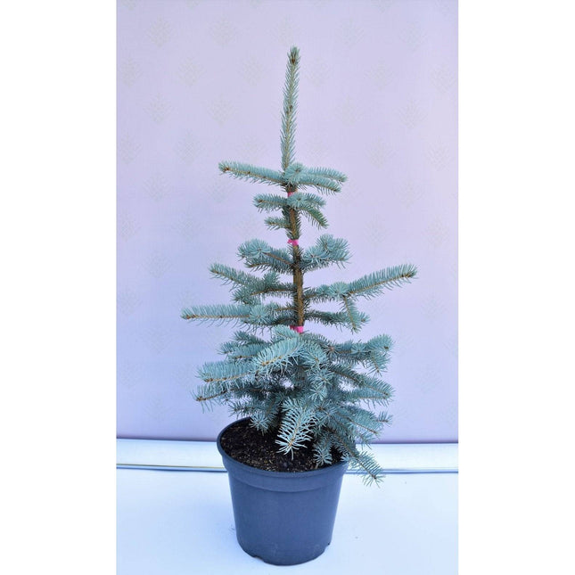 Köp Picea pungens Koster - Blågran - krukodlad Co5 Debski
