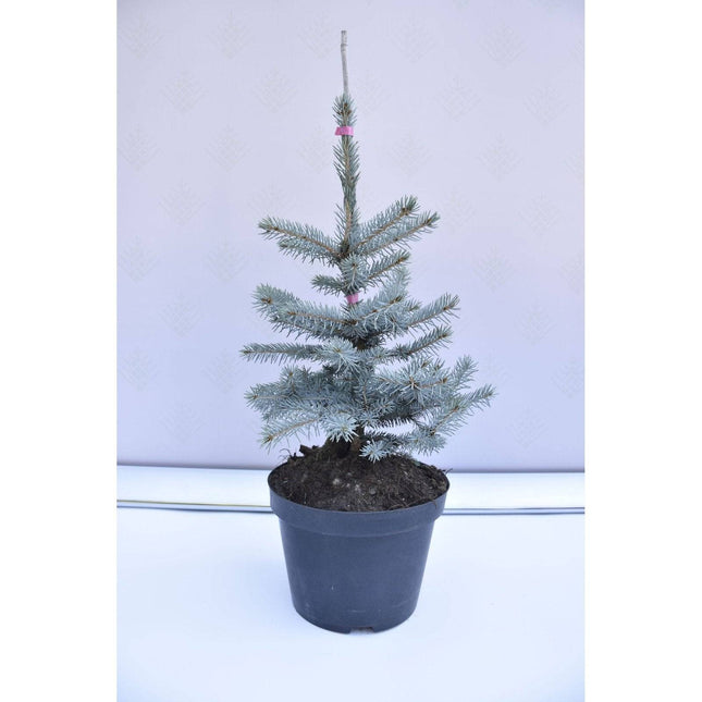 Köp Picea pungens Omega - Blågran - krukodlad Co10 Debski