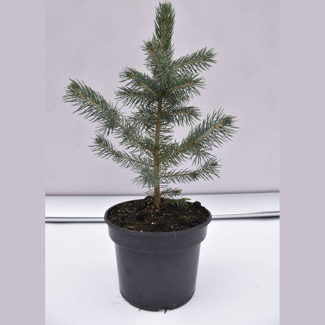 Köp Picea pungens Super Blue Seedling - Blågran - krukodlad Co2 Debski