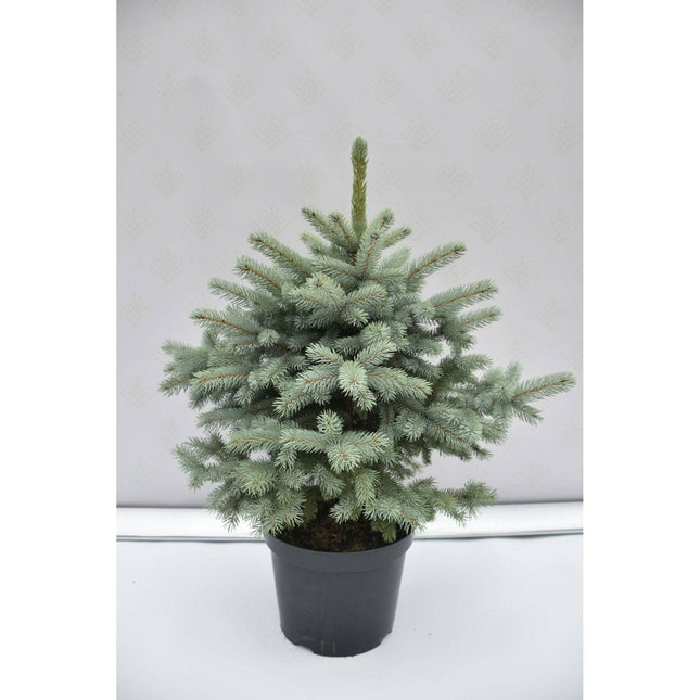 Köp Picea pungens Super Blue Seedling - Blågran - krukodlad Co10 Debski