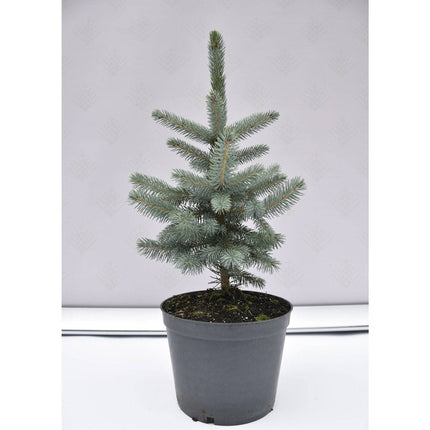 Köp Picea pungens Super Blue Seedling - Blågran - krukodlad Co5 Debski