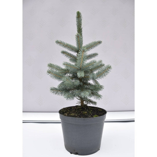Köp Picea pungens Super Blue Seedling - Blågran - krukodlad Co5 Debski