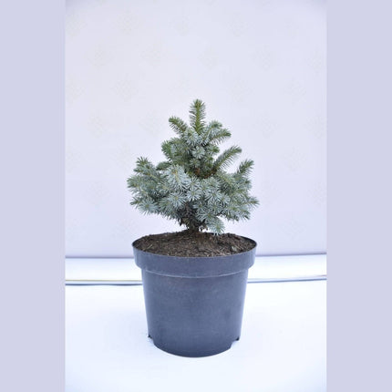 Köp Picea sitchensis Nana - Siktagran - krukodlad Co5 Debski
