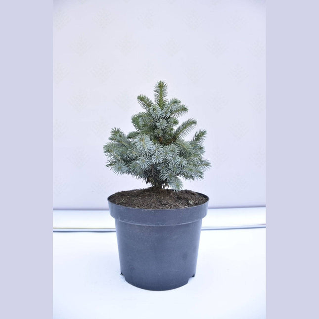 Köp Picea sitchensis Nana - Siktagran - krukodlad Co5 Debski